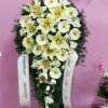 primula 14